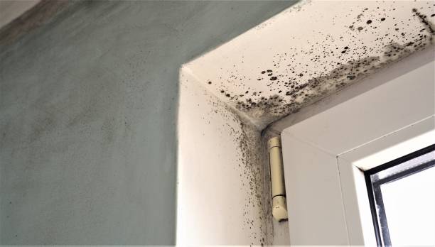 Dehumidification Services in Plain City, UT