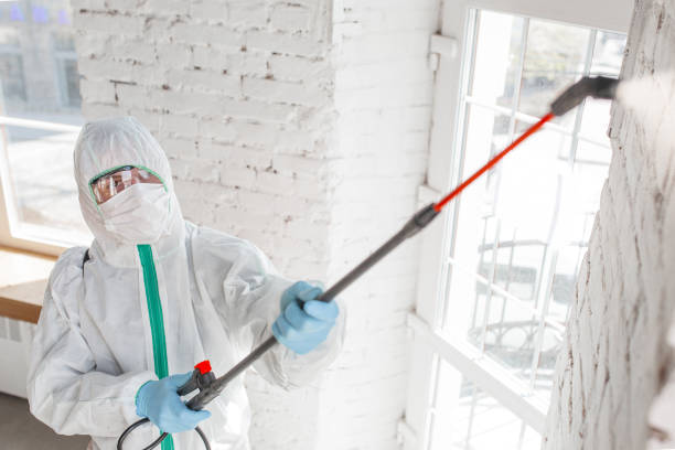 Best Post-Construction Mold Inspection  in Plain City, UT