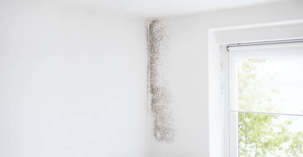 Best Indoor Air Quality Assessment  in Plain City, UT