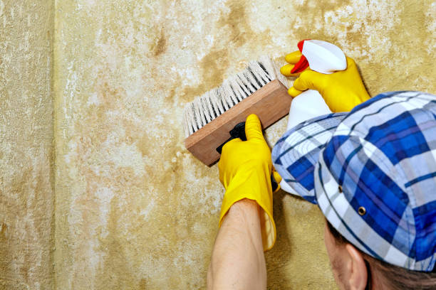 Best Real Estate Mold Inspection  in Plain City, UT