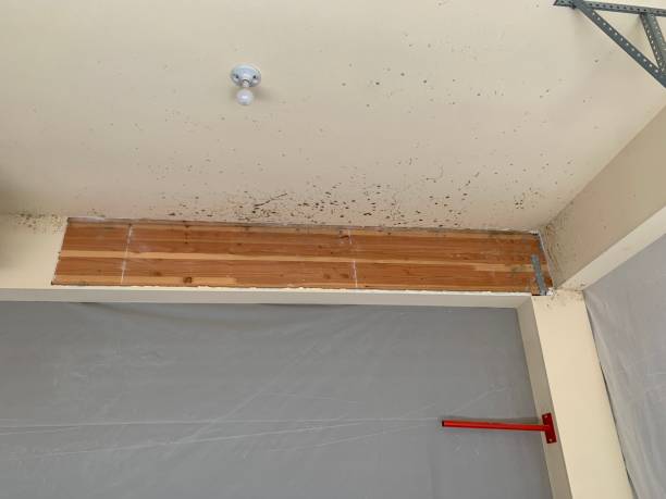 Best Mold Odor Removal Services  in Plain City, UT