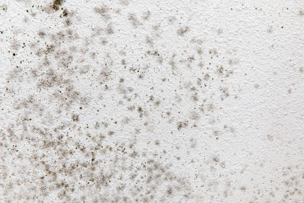 Best Emergency Mold Remediation  in Plain City, UT