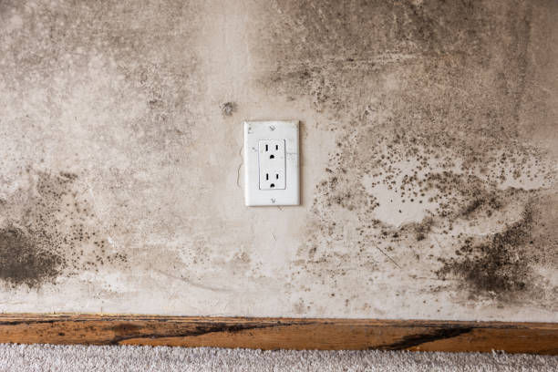 Best Environmental Consulting for Mold Prevention  in Plain City, UT