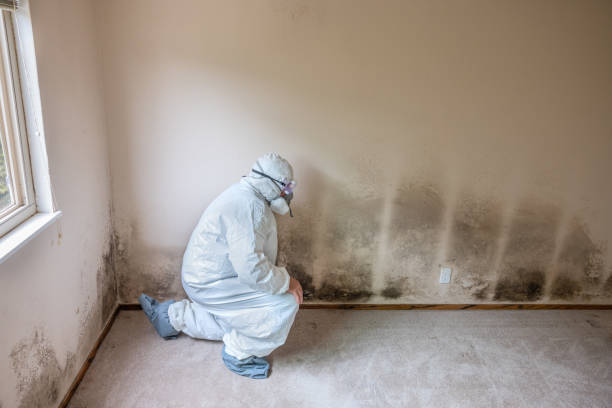Best Industrial Mold Remediation  in Plain City, UT