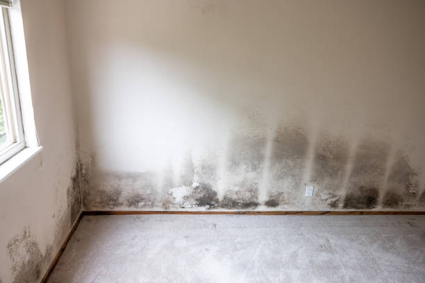 Plain City, UT Mold Removal Company