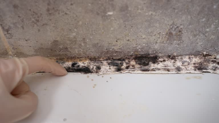 Best Biohazard Mold Removal  in Plain City, UT