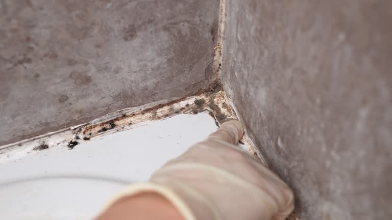 Best Crawl Space Mold Remediation  in Plain City, UT