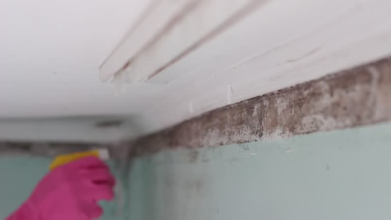 Mold Odor Removal Services in Plain City, UT