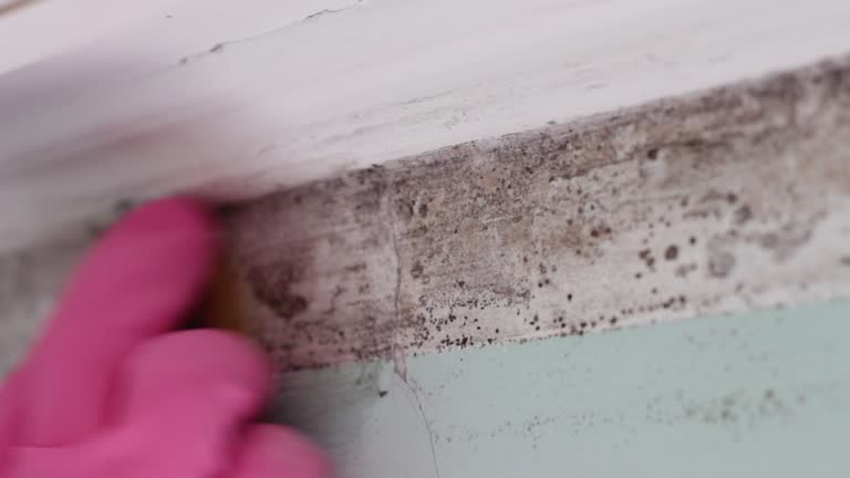 Best Mold Remediation for Rental Properties  in Plain City, UT